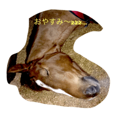 [LINEスタンプ] 馬くいくっ♪