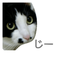 [LINEスタンプ] カイの猫スタンプの画像（メイン）