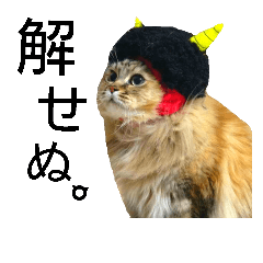 [LINEスタンプ] 実写で猫まみれ。