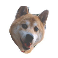 [LINEスタンプ] 柴犬ペロの画像（メイン）