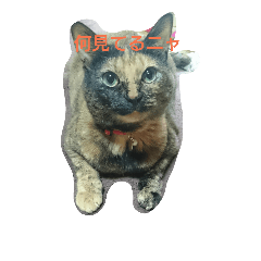 [LINEスタンプ] わたしの猫ちゃん