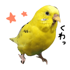 [LINEスタンプ] セキセイインコのぽんちゃん