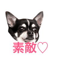 [LINEスタンプ] チワワンコ。3