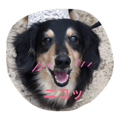 [LINEスタンプ] ♡小次郎♡