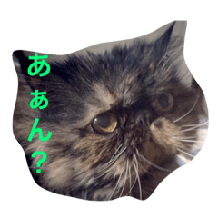 [LINEスタンプ] ペルシャ♀のダイアンです