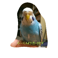 [LINEスタンプ] インコの虜の虜
