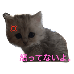 [LINEスタンプ] ねこ （こうめとまめた）