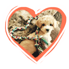 [LINEスタンプ] かわいい犬の子