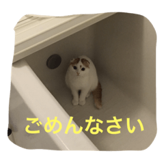 [LINEスタンプ] かつどん♂の日常②