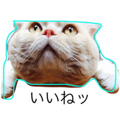 [LINEスタンプ] いろのいろいろ