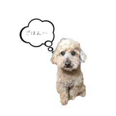[LINEスタンプ] 我が家の愛犬ルックさん