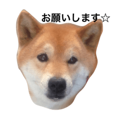 [LINEスタンプ] 柴犬こたろう2