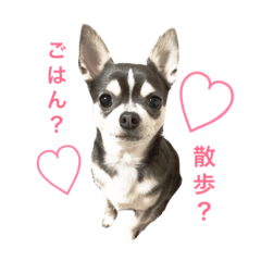 [LINEスタンプ] ぐう＆ちゃあ