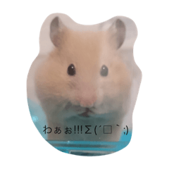 [LINEスタンプ] うちの可愛いポムちゃんです