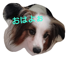 [LINEスタンプ] わんちゃん♡