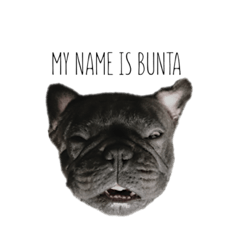 [LINEスタンプ] フレンチブルドッグぶん太