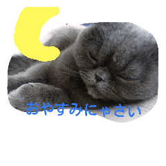 [LINEスタンプ] シホォンのゆるふわ   日常