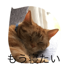 [LINEスタンプ] 猫のすすめ