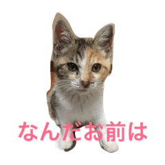 [LINEスタンプ] 生意気ネコさん