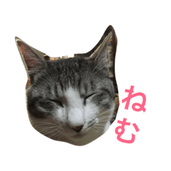 [LINEスタンプ] ネコ＆花
