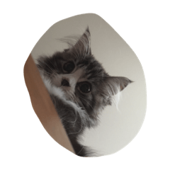 [LINEスタンプ] ウェジー猫