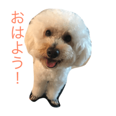 [LINEスタンプ] プードルの日常会話