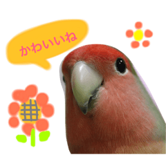 [LINEスタンプ] コザクラインコのキャンディくん