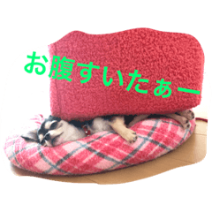 [LINEスタンプ] しろごまさん