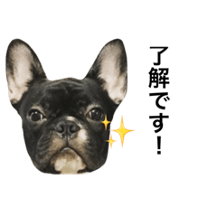 [LINEスタンプ] フレブルのノアさんです。