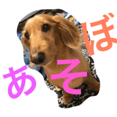 [LINEスタンプ] アッコ＆れんれん