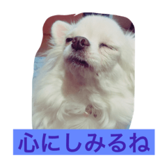 [LINEスタンプ] チワワの独り言