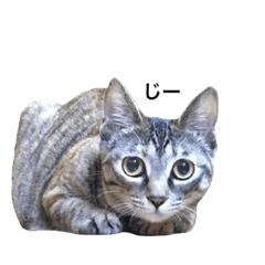 [LINEスタンプ] ふくとゆき vol.2
