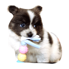 [LINEスタンプ] ションベン芸者ポッケ
