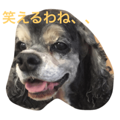 [LINEスタンプ] 愛犬 りおん スタンプ