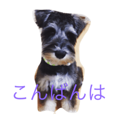 [LINEスタンプ] ミニチュアシュナウザー サンディ