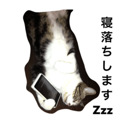 [LINEスタンプ] ニャンコのきもち