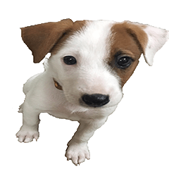 [LINEスタンプ] Jack Russell Terrier SO Cute
