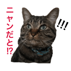 [LINEスタンプ] レオたんスタンプ