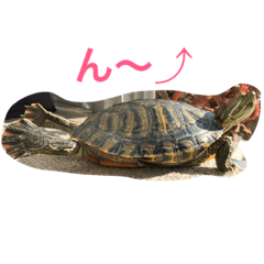 [LINEスタンプ] カメ日和