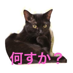 [LINEスタンプ] 黒猫グリさん
