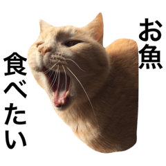 [LINEスタンプ] とらねことしろねこの日常系スタンプ