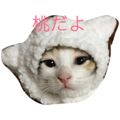 [LINEスタンプ] にゃんたち