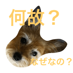 [LINEスタンプ] 次元という名の犬