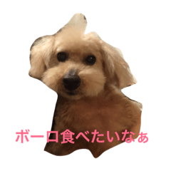 [LINEスタンプ] トイプーのそらちゃん