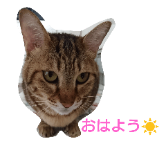 [LINEスタンプ] こはく