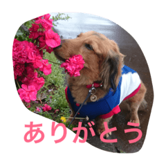 [LINEスタンプ] ダックス レン Ver.2