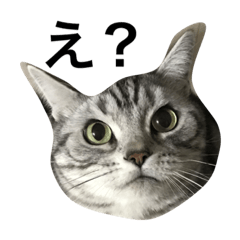 [LINEスタンプ] アメショ、ふー太。