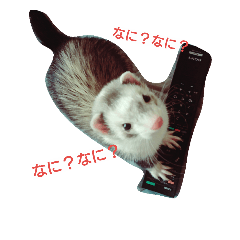 [LINEスタンプ] フェレッツ デイリー ライフ
