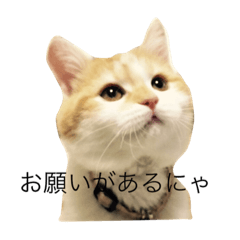 [LINEスタンプ] まめさんの気紛れスタンプ