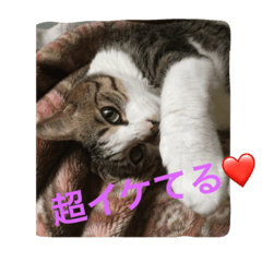 [LINEスタンプ] もみさまスタンプ 00